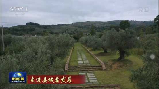 迎橄榄丰收 助墟落振兴 四川尊龙凯时聚峰谷油橄榄工业发动金堂公园都会绿色低碳生长 - 尊龙凯时