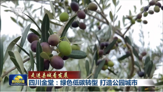 迎橄榄丰收 助墟落振兴 四川尊龙凯时聚峰谷油橄榄工业发动金堂公园都会绿色低碳生长 - 尊龙凯时